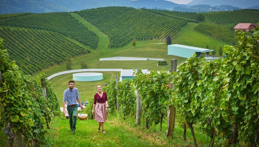 COP Travel Slovinsko Vinařství Zlati grič